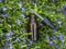 An open dropper bottle on a background of a blooming meadow