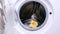 In the open empty washing machine , a yellow little cute duckling sits. He tries to jump out