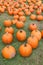 Open field covered with sizes and shapes of bright orange pumpkins