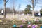 Open field with hundreds of plastic Easter eggs for a kids public hunt.