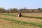 Open field with man on older tractor plowing in spring surrounded with uncut grass and cornfield with trees and family houses in