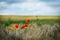 Open fields with common poppy.