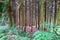 Open Floored Forest Landscape Scene in Germany