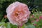 Open flower of English rose Generous Gardener with lush petals of pale pink or cream color with two small buds on the same stem