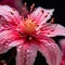 open flower in vibrant, great colors through a captivating closeup view.