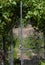 Open garden gate covered in grape vines, springtime welcome to the garden, chain link gate, vertical