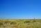 OPEN GRASSLAND IN AFRICAN LANDSCAPE WITH SINGLE DEAD TREE