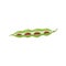 Open green pod with seeds of red kidney beans flat vector illustration isolated.