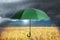 Open green umbrella under heavy rain in wheat field