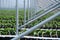 Open greenhouse construction with countless metal poles for growing gooseberry plants - Netherlands, Venlo, Limburg