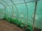 Open greenhouse inside with row of organic cucumbers