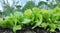 In the open ground grows lettuce Lactuca sativa