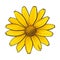 Open heliopsis blossom, top view, sketch style vector illustration isolated