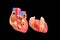 Open human heart model showing inside on black