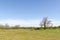 Open landscape with a big oak tree by springtime