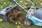 An open lawn mower container filled with clipped grass and leaves.