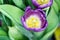 Open lilac tulip flower
