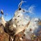 Open milkweed pod in the fall