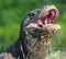 The open mouth of the Komodo dragon. Close up portrait, front view. Komodo dragon.  Scientific name: Varanus Komodoensis. Natural