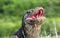 The open mouth of the Komodo dragon. Close up portrait, front view. Komodo dragon.  Scientific name: Varanus Komodoensis. Natural