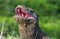 The open mouth of the Komodo dragon. Close up portrait, front view. Komodo dragon.  Scientific name: Varanus Komodoensis. Natural