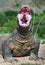 The open mouth of the Komodo dragon. Close up portrait, front view. Komodo dragon.  Scientific name: Varanus Komodoensis. Natural