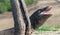 The open mouth of the Komodo dragon. Close up portrait. Komodo dragon.