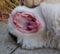 The open mouth of a yawning cat, top view.