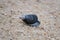 An open mussel shell containing water lies on a sandy beach