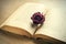 Open old book with dried maroon rose bud.