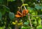 Open orange flower with dark seeds in the rainforest