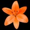 Open Orange Lily Flower Isolated on Black Background