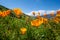 Open orange poppies bloom in Walker Canyon in Lake Elsinore California during the 2019 superbloom