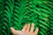 Open the palm touching green fern leaf or green leaves in the forest.Close up photo of some fern plants and leaves. Beautiful gree