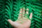 Open the palm touching green fern leaf or green leaves in the forest.Close up photo of some fern plants and leaves. Beautiful gree