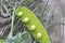 Open pea pod on a rustic old wooden table, curved tendrils of pea