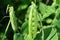 Open pea pod on a stalk growing in the garden