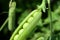 Open pea pod on a stalk growing in the vegetable garden