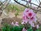 Open peach flowers at a farm