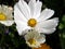 Open petals of cosmos flower with white petals