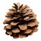 Open pine cone isolated