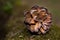 Open Pine cone laid on a mossy area close up