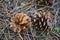 Open pine cones lie on the ground