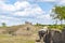 On an open plain in a zoo in Emmen, several zebras are grazing, Netherlands