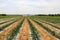 Open plowed fields with vegetables making their way up towards the sun