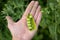 Open pods of peas in hand