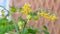 Open-pollinated Red Alert tomato plant with flowers and fruits