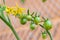 Open-pollinated Red Alert tomato plant with flowers and unripe fruits