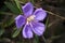 Open purple native lassiandra flower, with raindrop