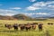 Open range cattle in Colorado